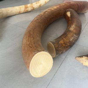 猛犸象牙的作用有哪些？