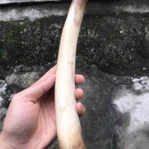 猛犸象牙牙摆去皮小材料摆件