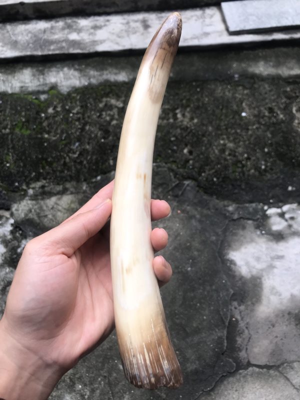 猛犸象牙牙摆去皮小材料摆件