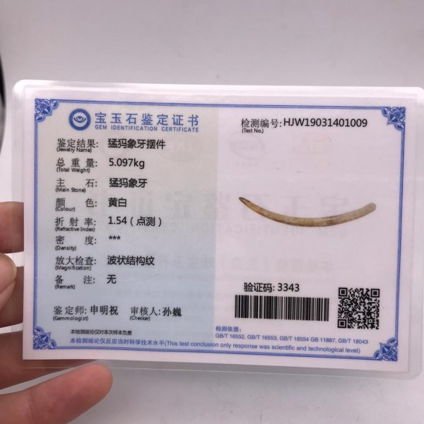 猛犸象牙原料牙摆没任何修补猛犸牙原皮牙摆 - 图片 2