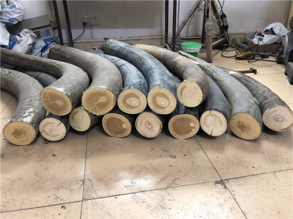 猛犸象牙原材料牙摆 - 图片 2