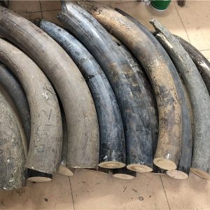 猛犸象牙原材料牙摆