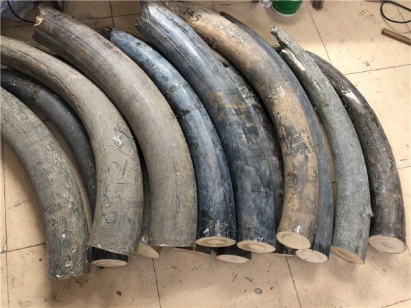 猛犸象牙原材料牙摆