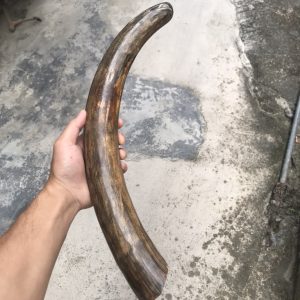 猛犸象牙原材料牙摆860g