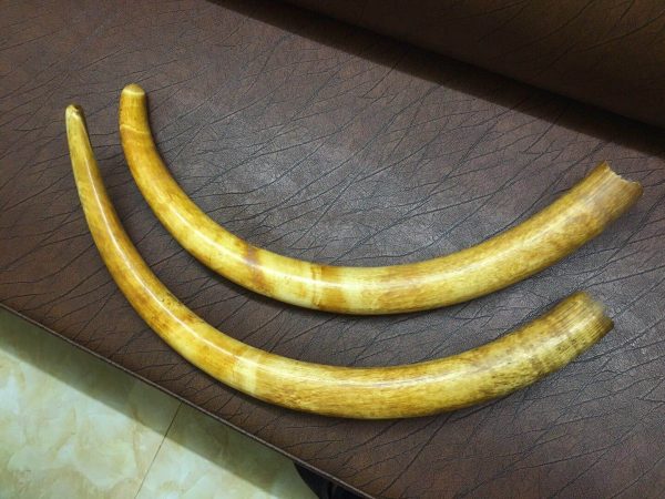 猛犸象牙极品黄皮牙摆牙对 - 图片 2