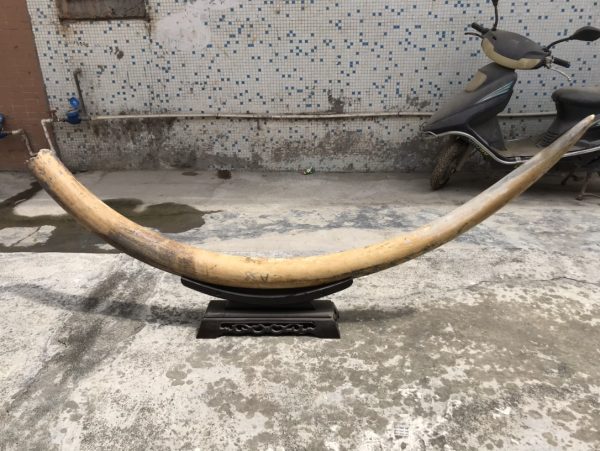 猛犸象牙牙摆原料无修补
