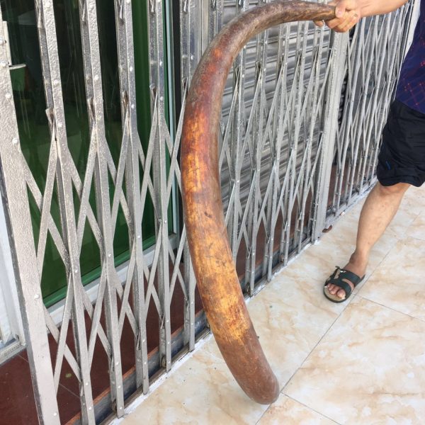 猛犸象牙红皮牙摆无修补极品猛犸红皮原牙摆 - 图片 2