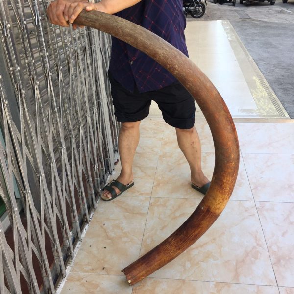 猛犸象牙红皮牙摆无修补极品猛犸红皮原牙摆 - 图片 3