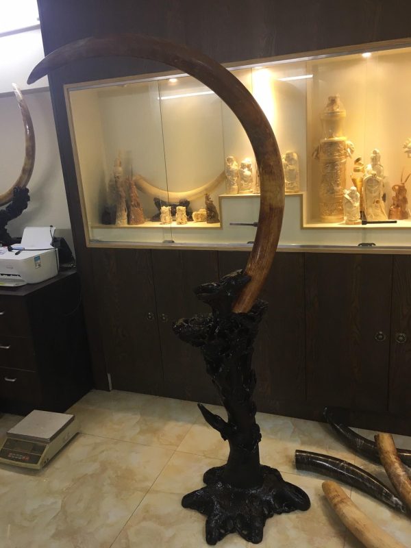 猛犸象牙黄金皮原牙牙摆无任何修补猛犸牙摆 - 图片 3