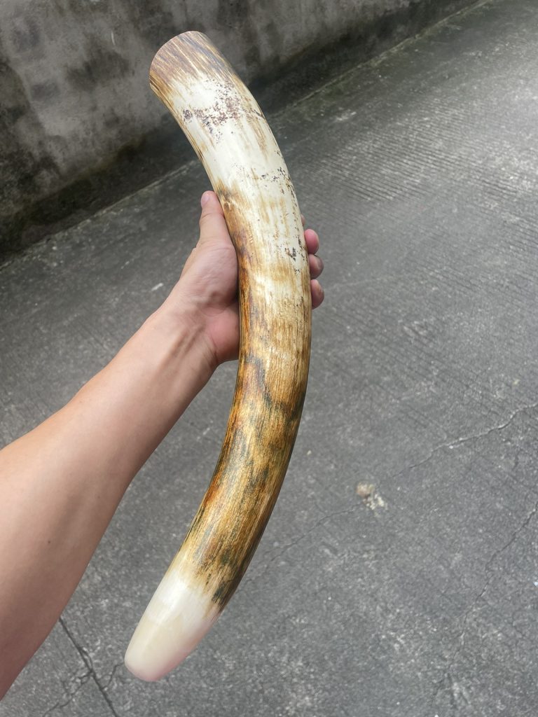 猛犸象牙摆件黄金皮原牙摆件-天成之美，镇宅之宝